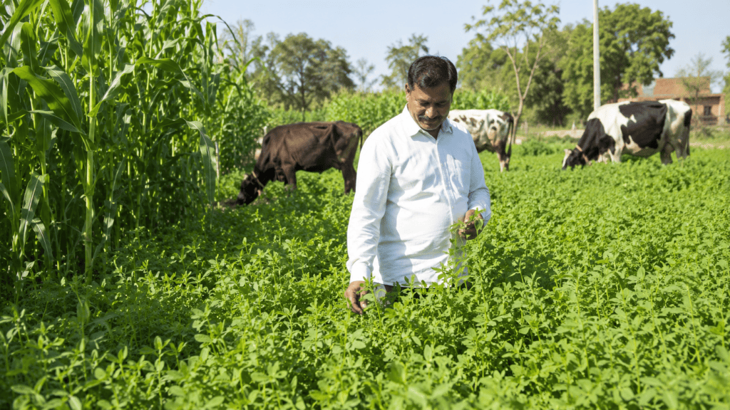 10 Proven Ways to Increase Profit in Dairy Business: Boost Your Earnings by 50% chatgpt image jul 9, 2026, 04 08 33 pm (3)