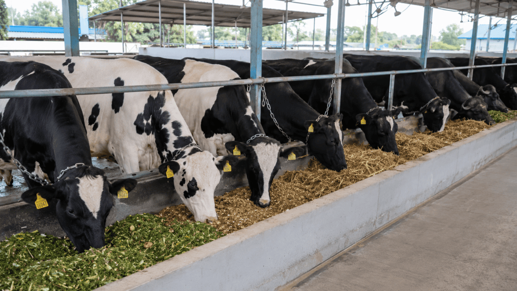 Dairy Farm Feed Management & Nutrition: Complete Guide to Maximize Milk Production chatgpt image jul 9, 2026, 11 03 34 pm (1)